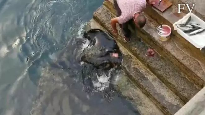 Rayas mariposa, la impresionante compañía de un pescador