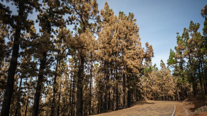 Canarias lanza un plan de recuperación forestal para zonas afectadas por los incendios