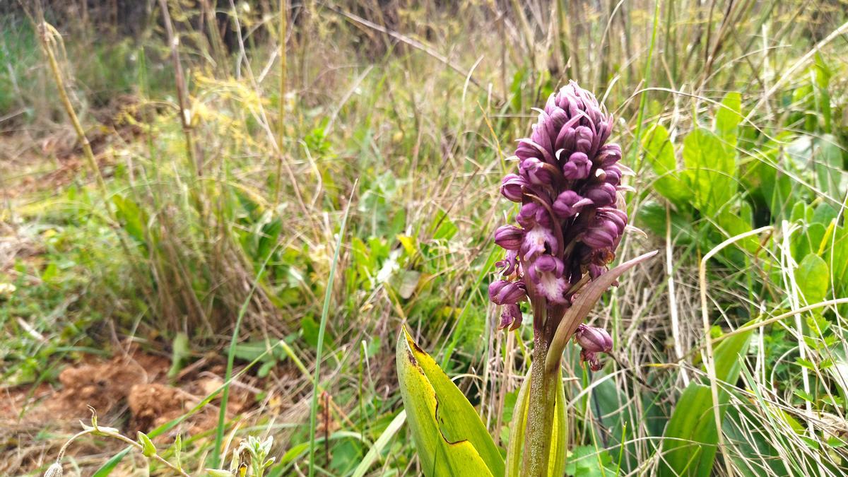 Las orquídeas empiezan a florecer en Xàbia - Levante-EMV