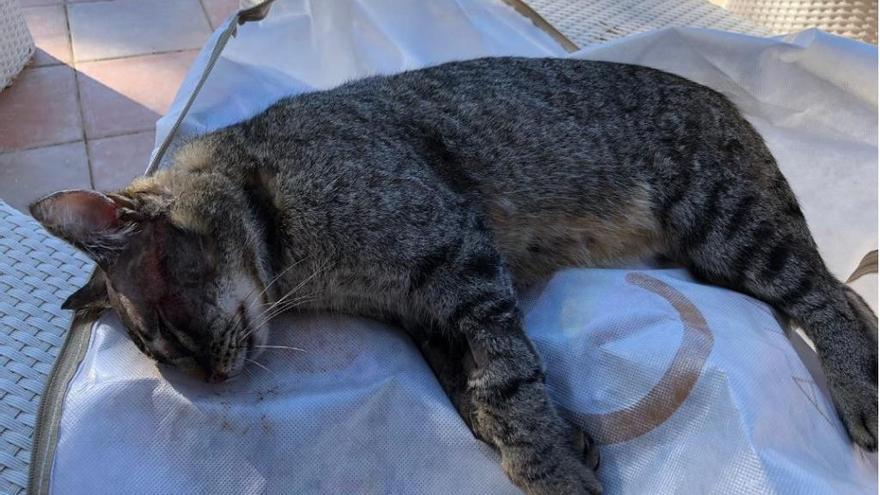 CadÃ¡ver del gato tras recibir disparos de escopeta en la cabeza