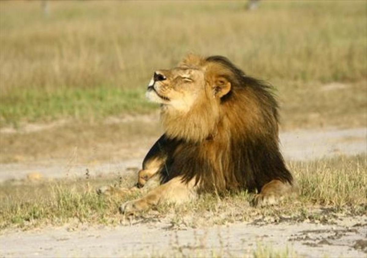 Majestuós 8 El lleó Cecil en una foto d’arxiu al parc nacional de Hwange (Zimbàbue).