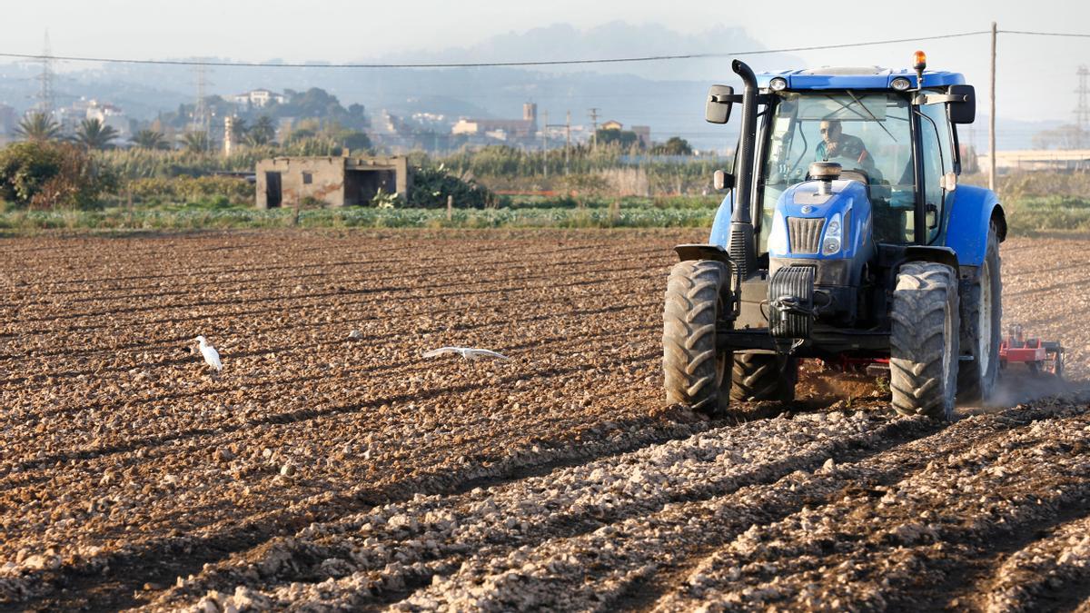 Una de las tierras que se siguen trabajando en el parque agrario del Baix Llobregat, la despensa de Barcelona