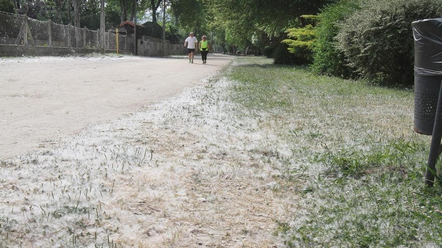 La primavera arranca con el polen de pinos en valores altos y con el despertar de los robles