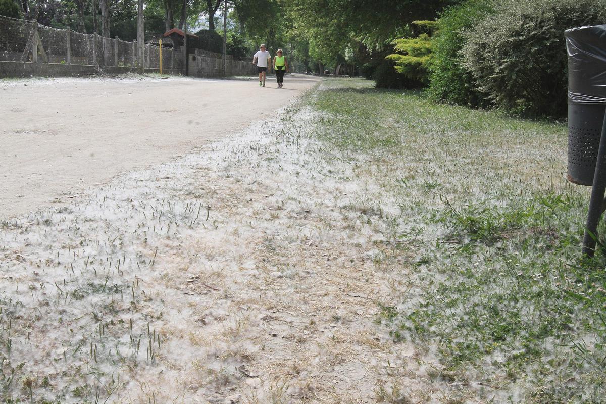 Polen que desprenden los árboles en primavera.