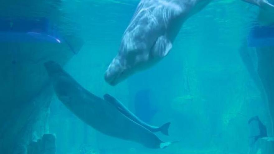 Las belugas del Oceanogràfic, la primera familia de esta especie que se ve en Europa