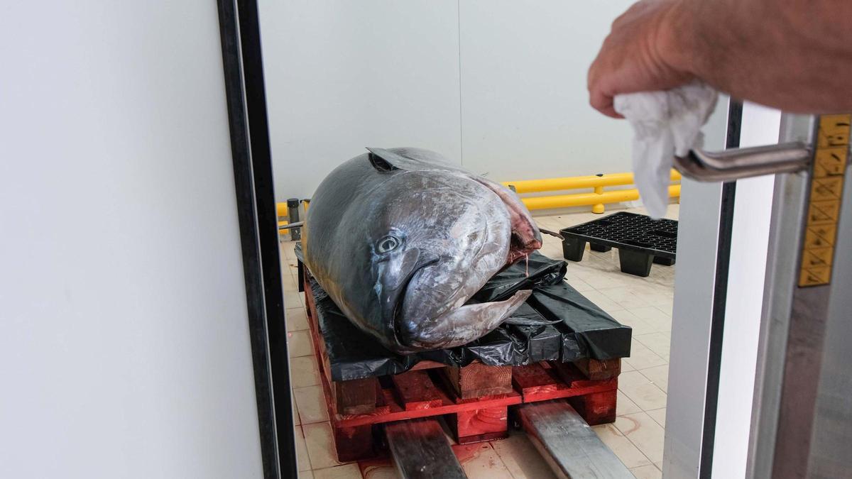 Toni March, pescador de Ibiza, captura un atún de 320 kilos