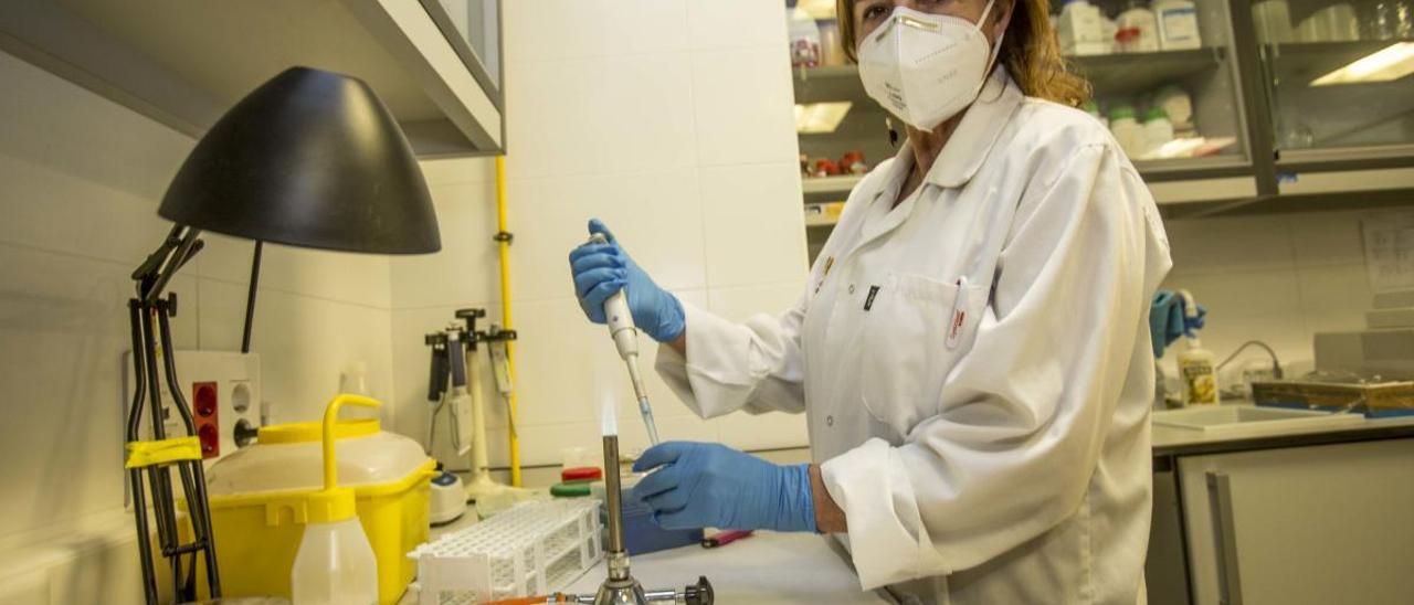 Francisca Colom en su laboratorio en el campus de Sant Joan de la UMH. PILAR CORTÉS