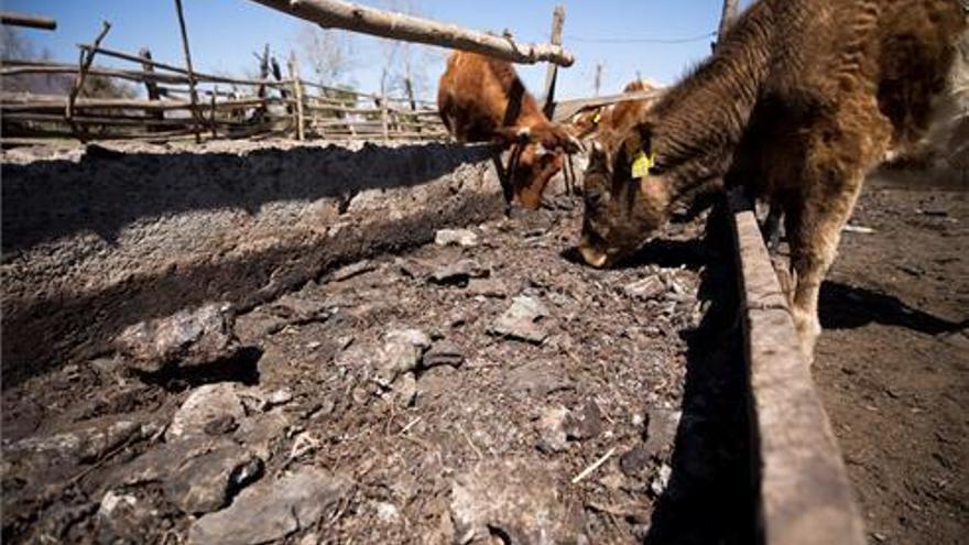 Cooperativas definen como &quot;agridulce&quot; un año agrario marcado por la sequía