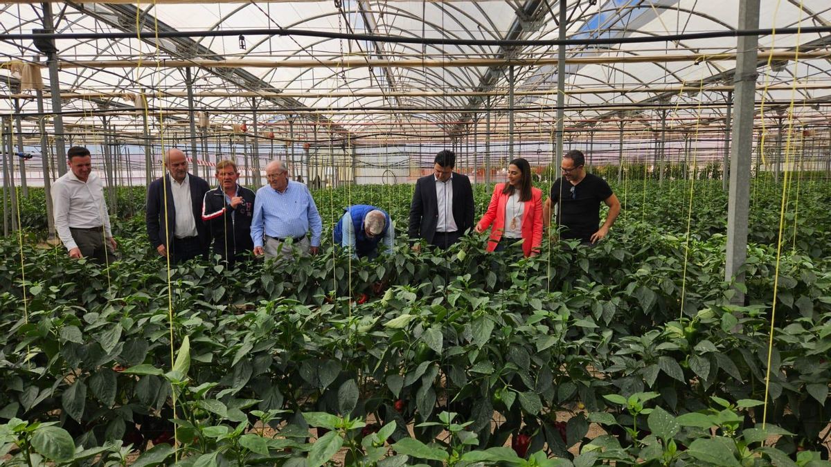 Imagen de la consejera Sara Rubira visitando el cultivo de pimiento Ecológico de la empresa Hortamira