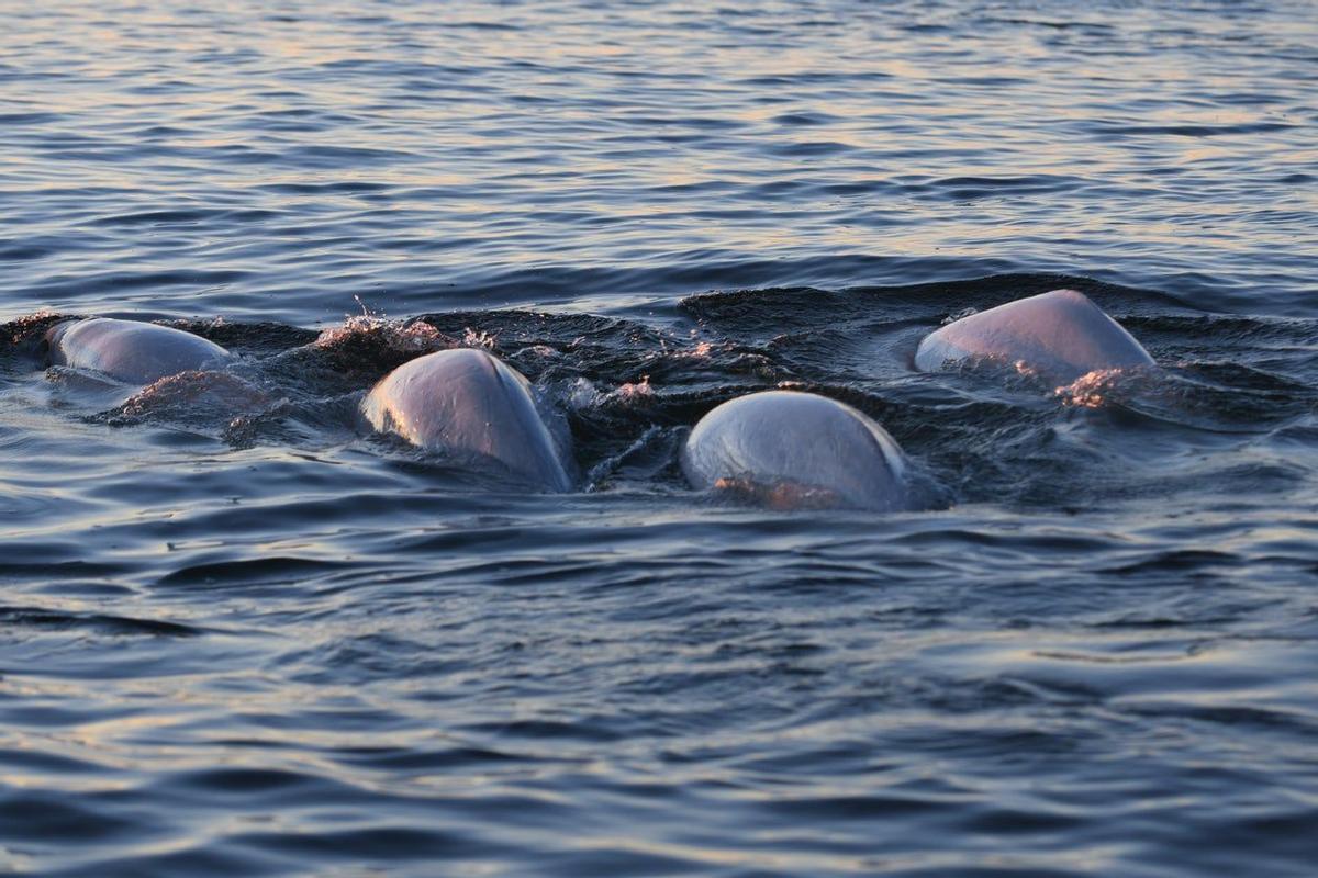 Churchill Belugas