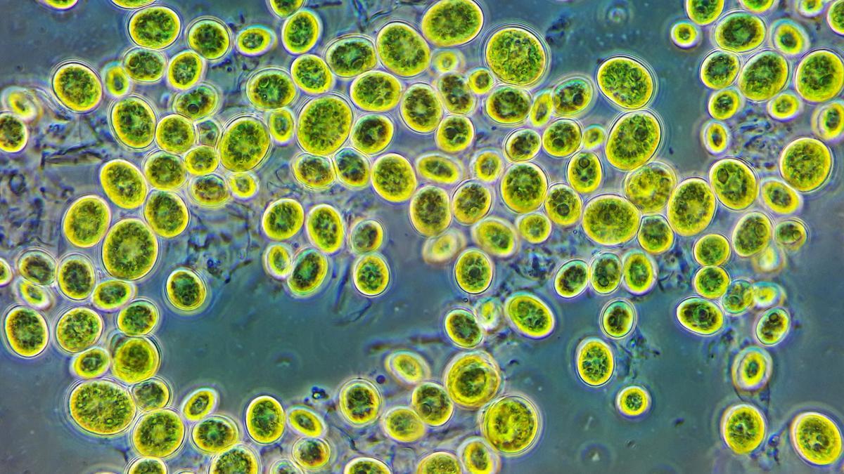 Imagen al microscopio de un alga terrestre