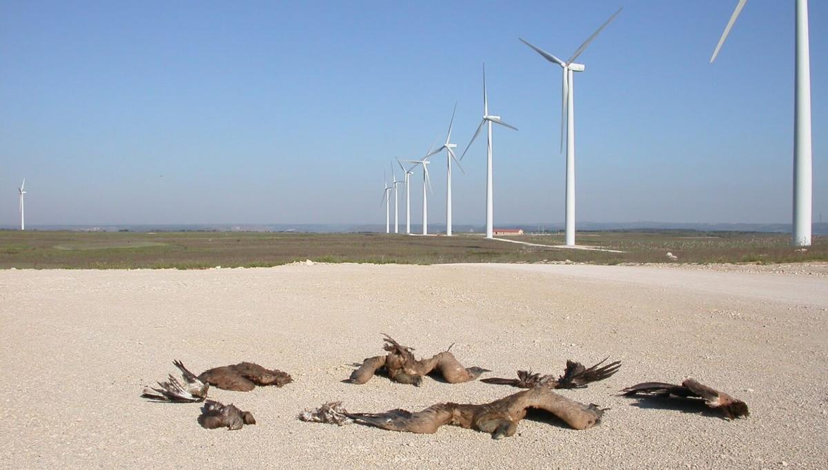 Aves muertas por colisiones con aerogeneradores eólicos.