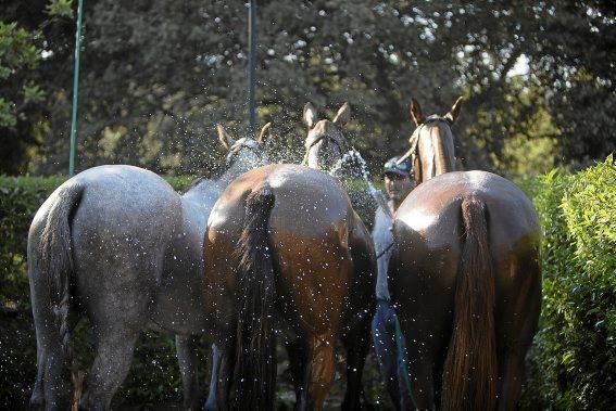 Bei dem traditionellen Polo-Turnier des Immobilienunternehmers versammelten sich am Samstag (29.7.) an die 700 Gäste, in der Mehrzahl Franchise-Nehmer und Mitarbeiter von Engel & Völkers weltweit.