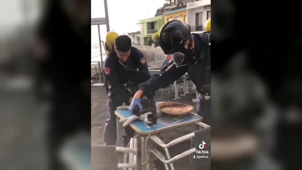La Policía Nacional reanima a un gato a punto de morir en La Palma.
