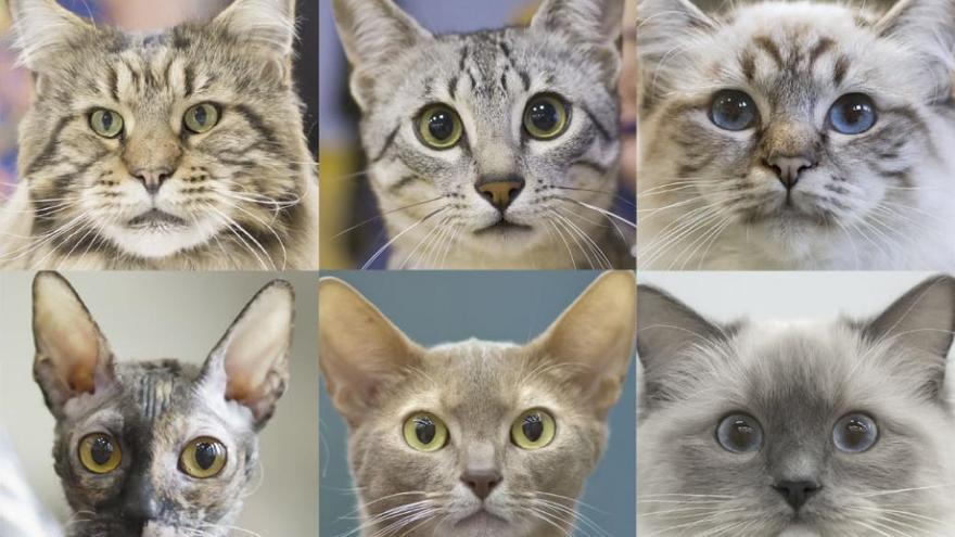 Expresiones faciales de gatos.