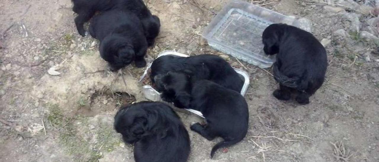 Los cachorros fueron encontrados en Aldea de Arriba y trasladados a la Protectora, en Moaña. // FdV