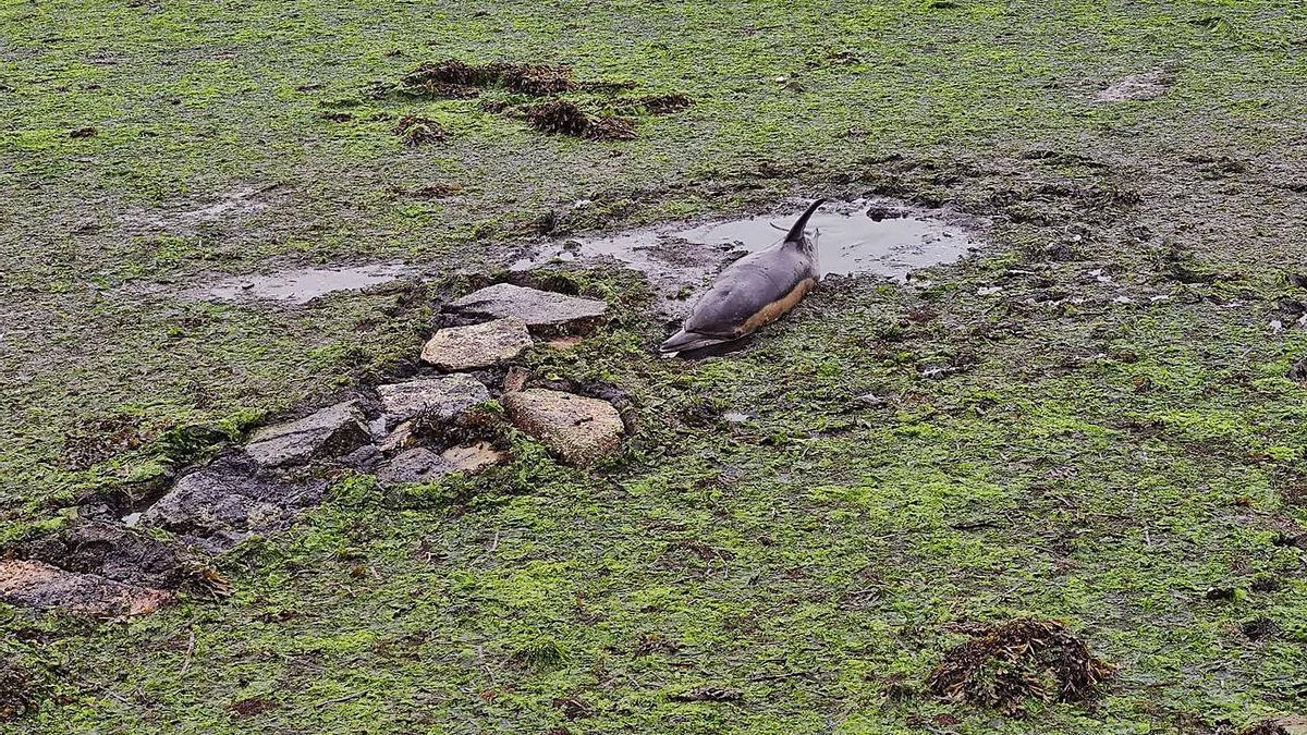 Rescatan a un delfín que quedó varado en A Revolta  | FDV