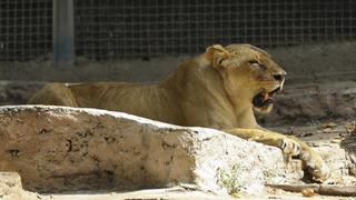 Dos leones, dos tigres y un jaguar escapan de sus jaulas en un zoo de Alemania