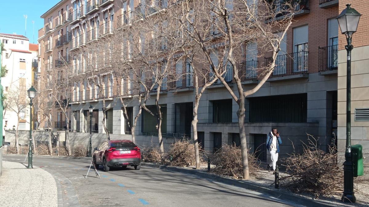 Árboles recién podados, este lunes, en la calle Mayoral de Zaragoza