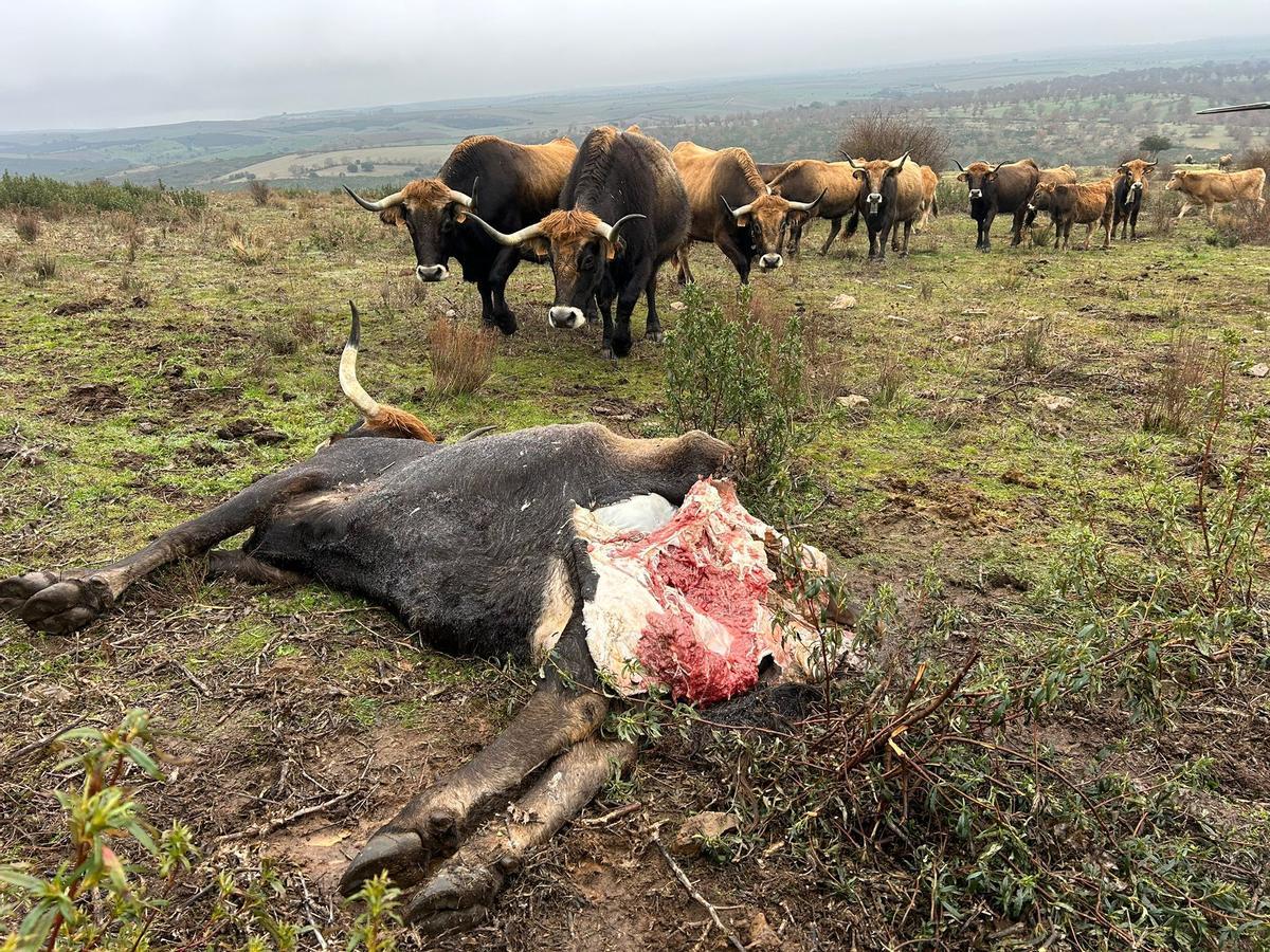 Una manada de vacas observa el animal atacado por el lobo