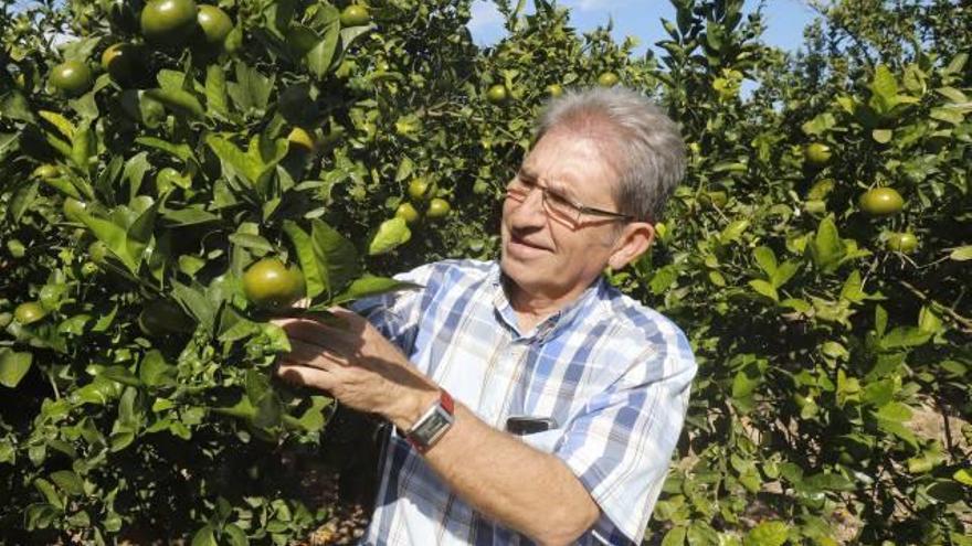 Paco Clari, presidente de Alzicoop y agricultor, recurrió a las variedades protegidas harto de la escasa rentabilidad.