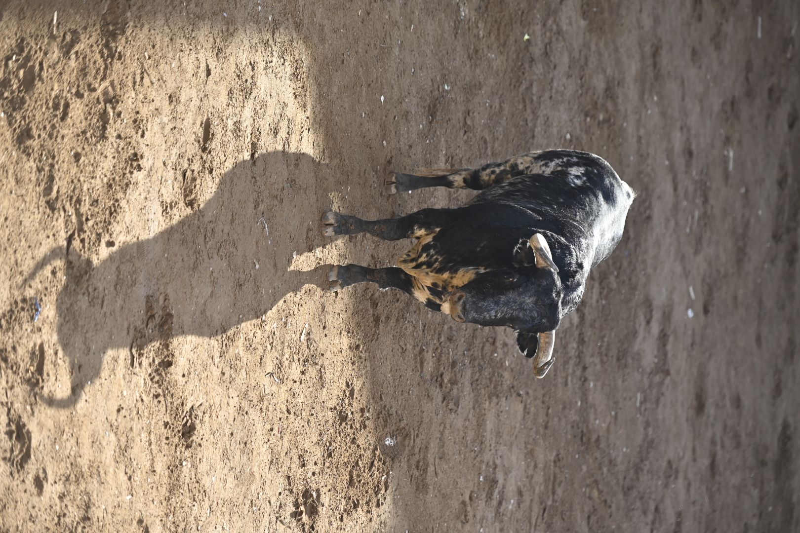 Galería | Primera tarde de toros en Almassora