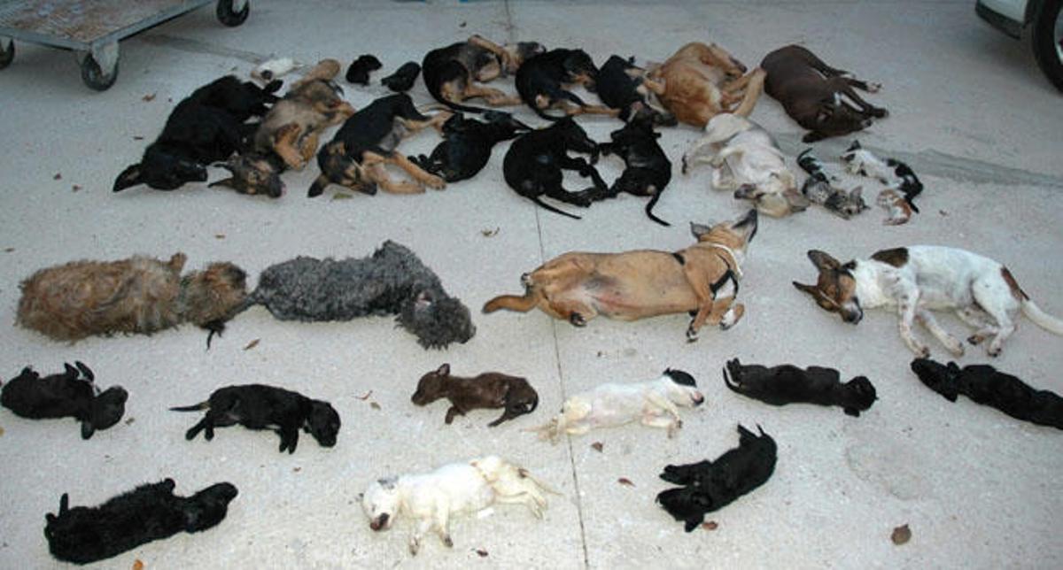 Piden 4 años para la dueña de la protectora de Torremolinos por matar a 2.200 animales