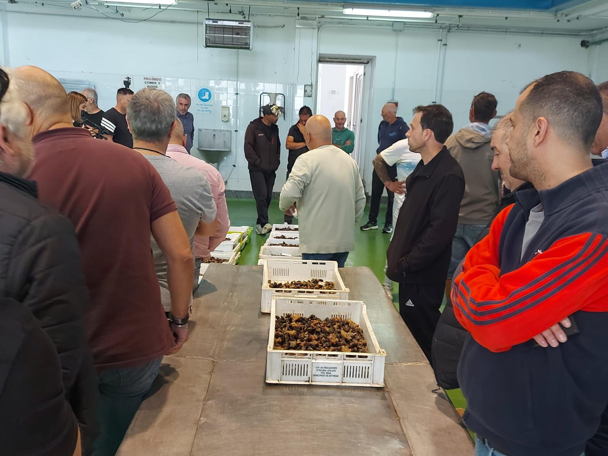 En imágenes: La primera subasta de percebe de la temporada en la rula de Puerto de Vega