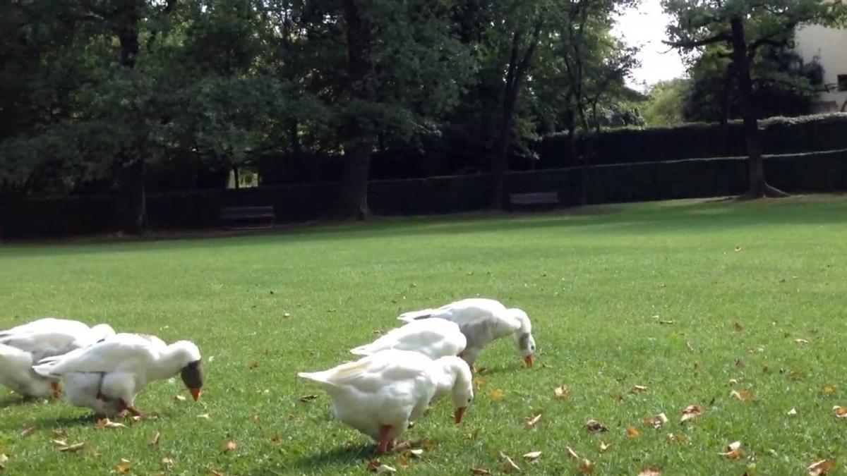 Imatge d’arxiu d’un grup d’oques al Parc Nou d’Olot