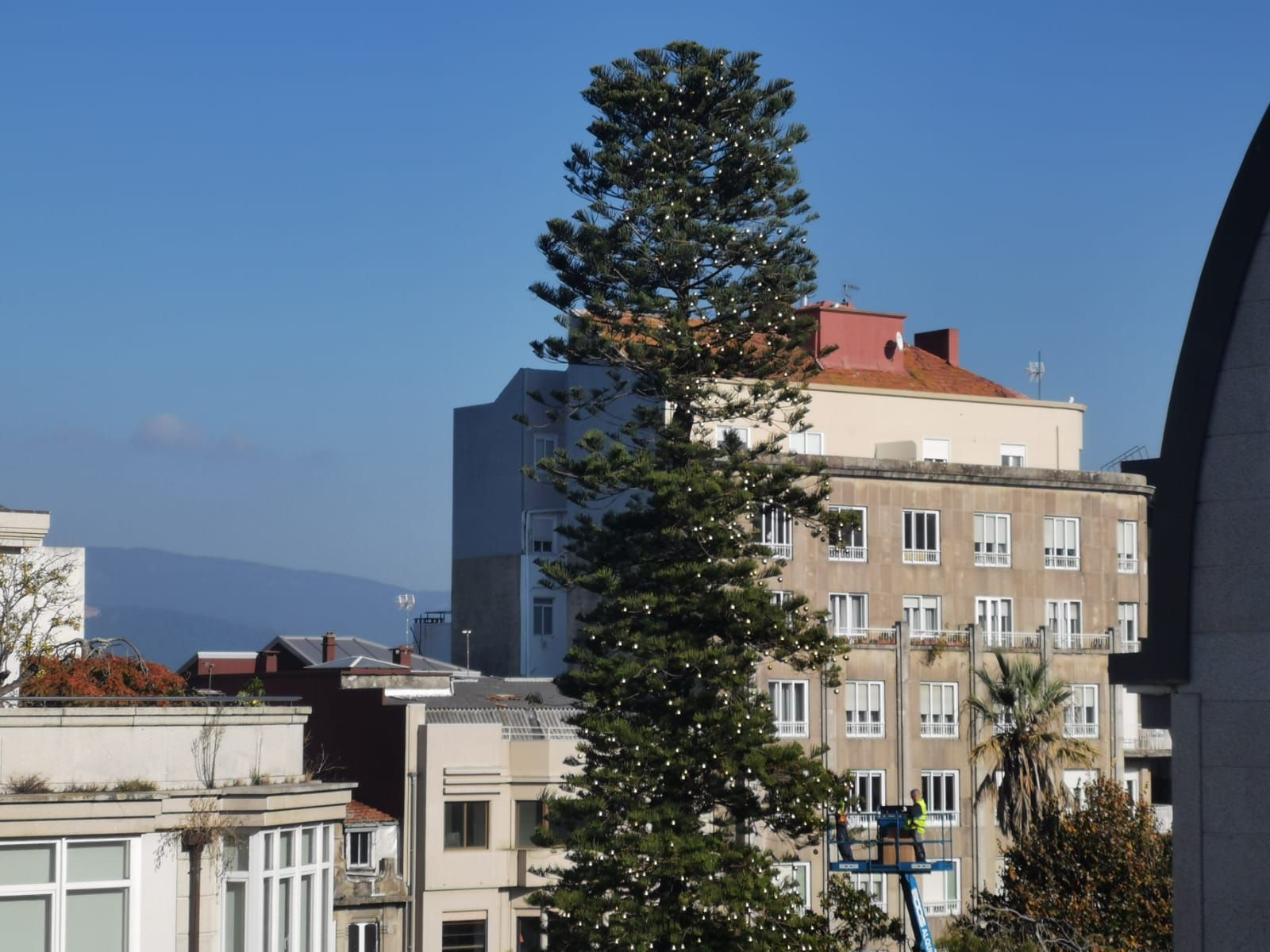 Es uno de los árboles más altos del centro de la ciudad.