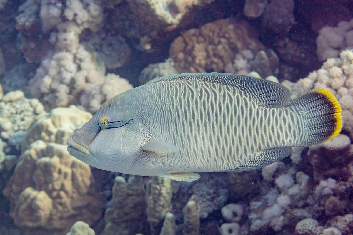 Pez Napoleón (Cheilinus undulatus), en peligró de extinción.