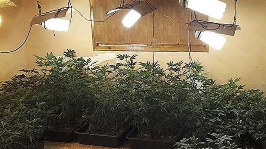 Plantas de marihuana intervenidas en Can Valero.