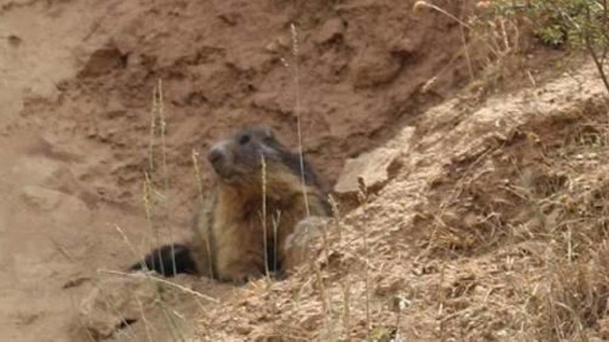 Una de les marmotes al voltant del forn de calç a tocar de la carretera N-260 al seu pas per Isòvol