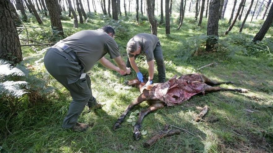 Galicia destina más de 850.000 euros a compensar los ataques
