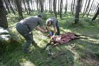 Galicia destina más de 850.000 euros a compensar los ataques del lobo al ganado en un año