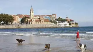 El horario para perros en verano en la playa de San Lorenzo en Gijón: los cánidos podrán bajar con la salida del sol y deberán abandonar el arenal antes de la limpieza