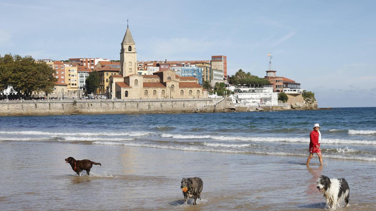 Los perros vuelven a la playa de San Lorenzo