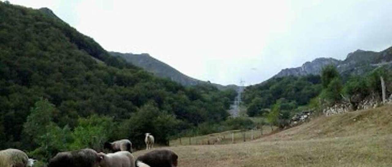 Un perro guardián, con un rebaño de ovejas, en el parque natural.