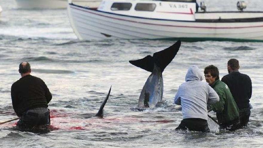 Ecologistas denuncian la matanza de 70 ballenas en las Islas Feroe