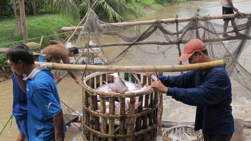 Acuicultores vietnamitas durante la recogida del panga. // Sabine Gisch-Boie/WWF