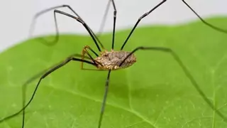“No la mates, te está protegiendo”: un tiktoker viral revela por qué deberías dejar a este tipo de araña en casa