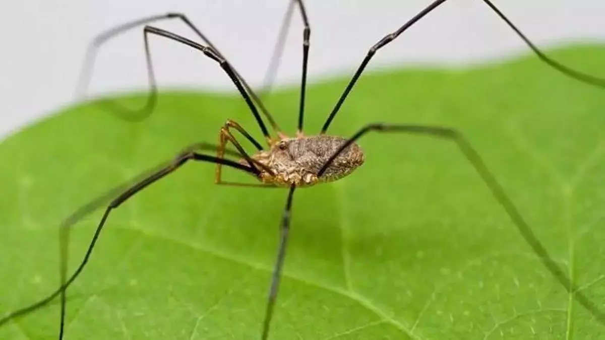 “No la mates, te está protegiendo”: un tiktoker viral revela por qué deberías dejar a este tipo de araña en casa