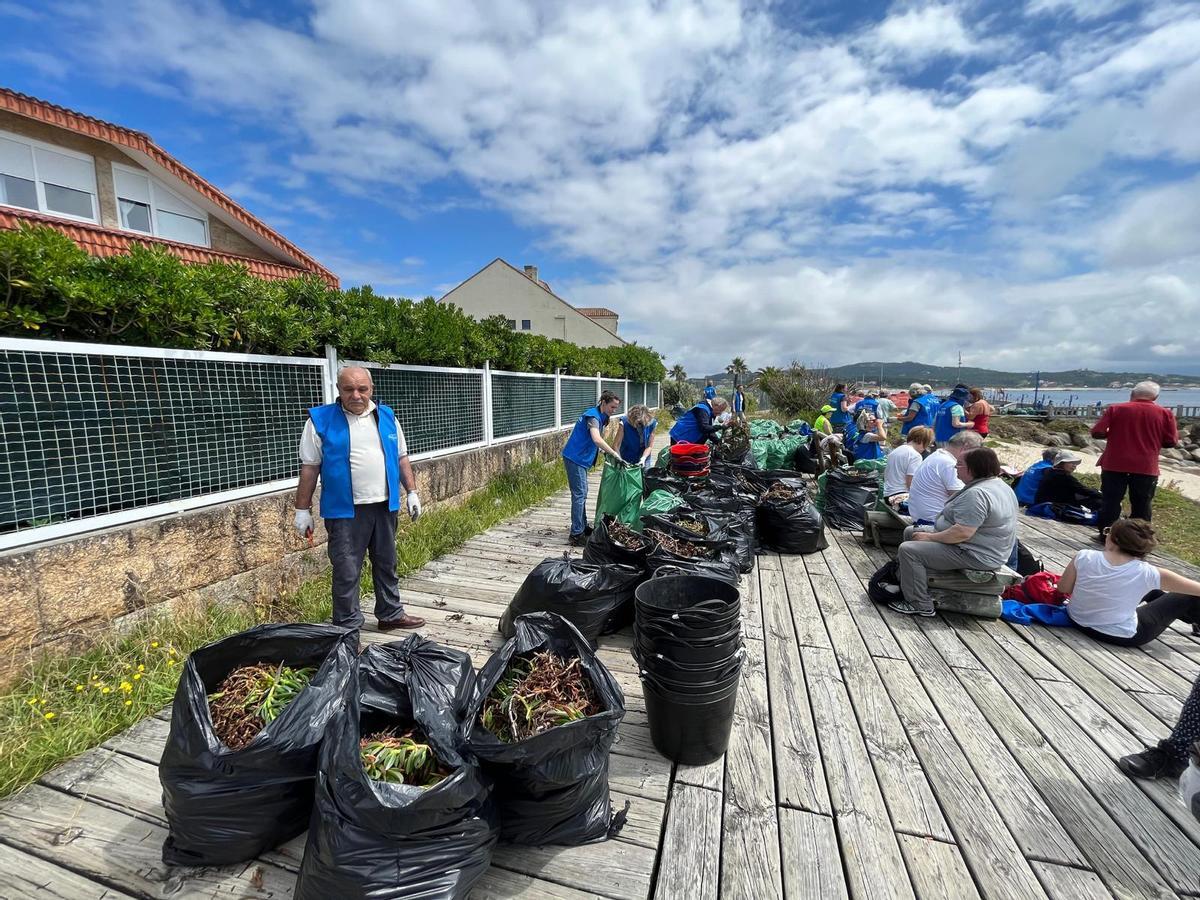 La jornada de voluntariado para eliminar uña de gato en O Grove.