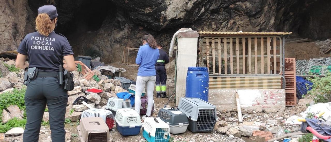 Intervención de la Policía Local en el criadero de gallos