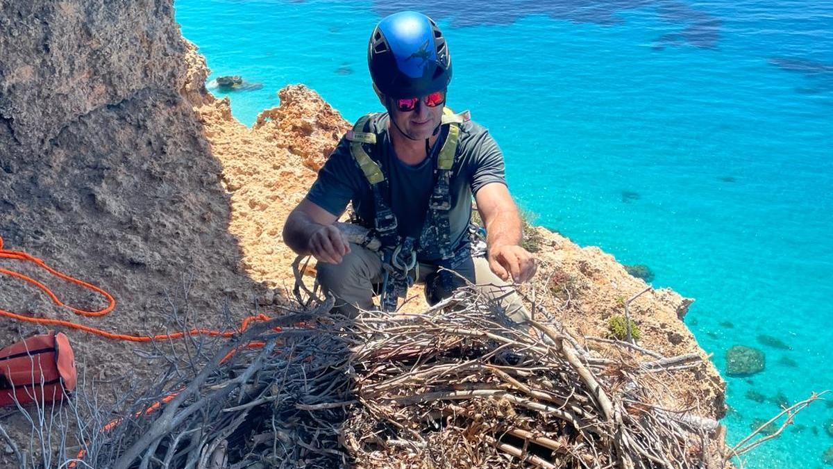 Ocho nidos artificiales para facilitar la reproducción y recuperación del águila pescadora en Ibiza