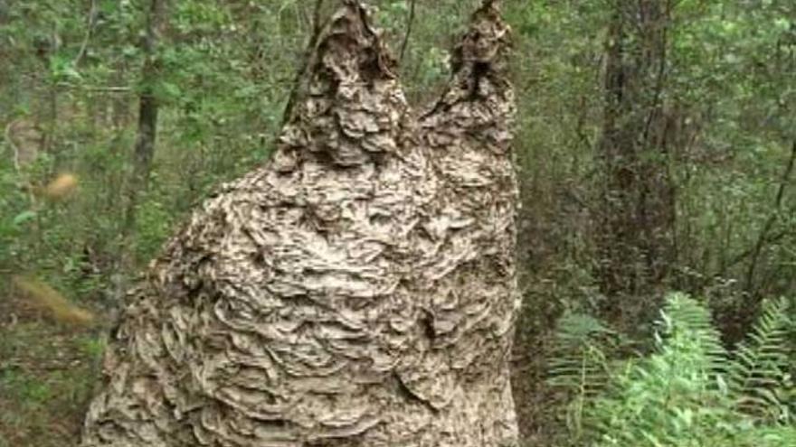 El gigantesco avispero se encuentra en un bosque de Florida.