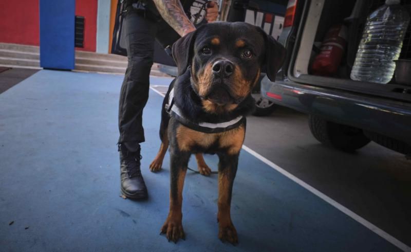 Presentación de la nueva cachorra del grupo de guías caninos de la Policía Local de Santa Cruz de Tenerife