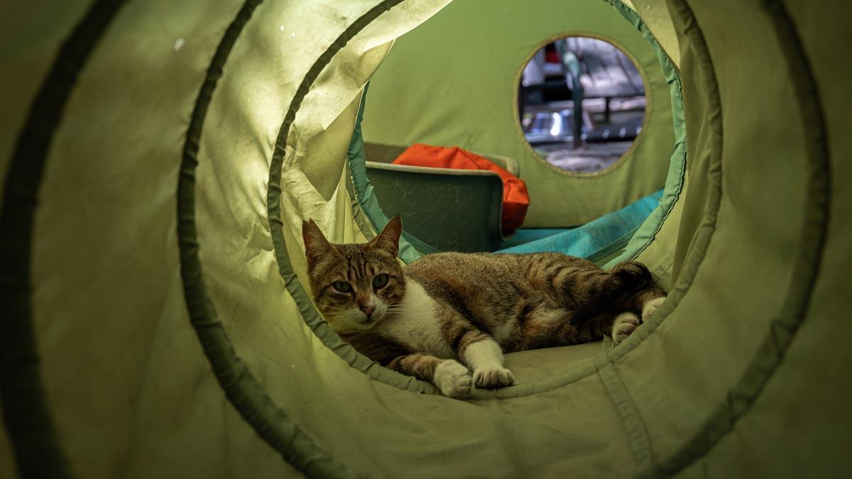 Uno de los gatos de El Jardinet dels gats, en el Raval.