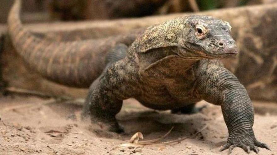 Localizan un dragón de Komodo en un local de Cornellà