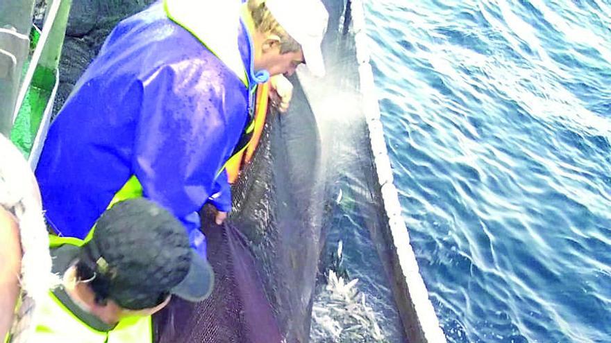 La anchoa sigue llegando a puertos gallegos